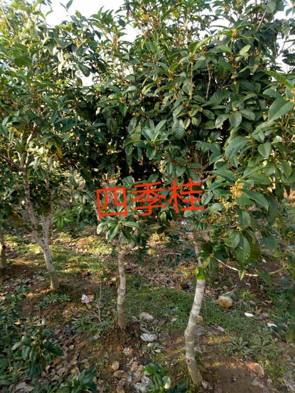 四季桂